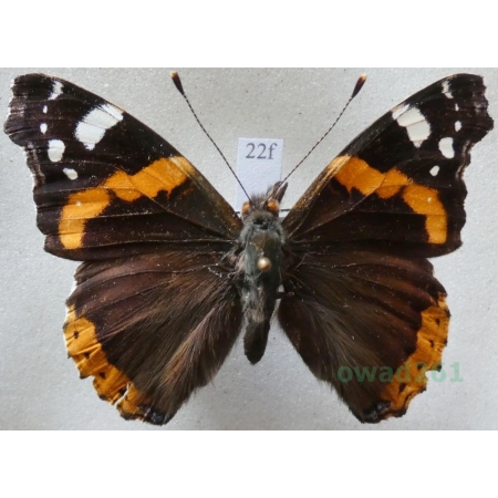 Vanessa atalanta (Linnaeus, 1758) Rusałka admirał Czech22f